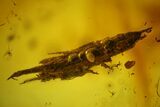 Fossil Fly (Diptera), Mite (Acari) & Wood Splinter in Baltic Amber #173642-2